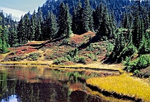 Autumn on Slopes of Mt. Stickney